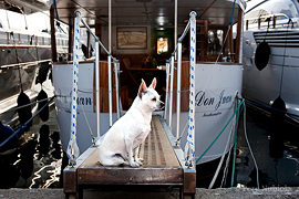 Cannes: Vieux Port, gos