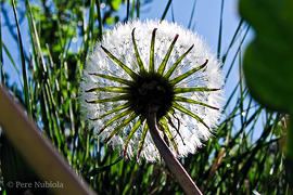 La Cerdanya: Flor