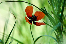 La Cerdanya: Flor